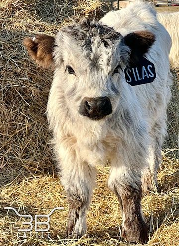 Miniature highpark bullcalf 