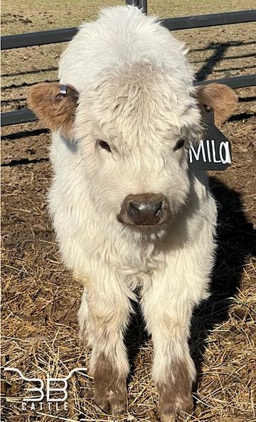 Miniature cow for sale Missouri