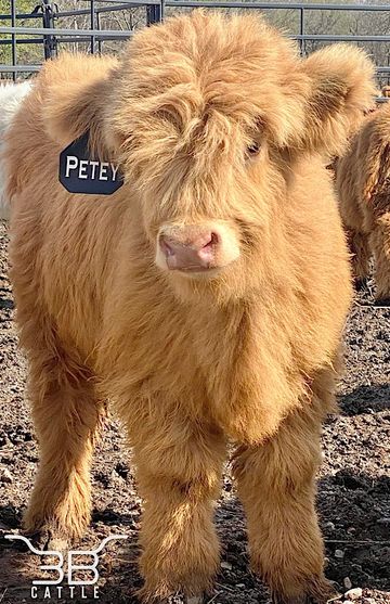 AHCA registered highland cattle for sale  