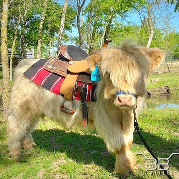 Miniature Scottish highland bull for sale 