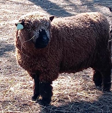 Miniature Southdown babydoll sheep