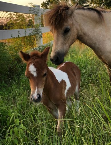 MINIATURE HORSE