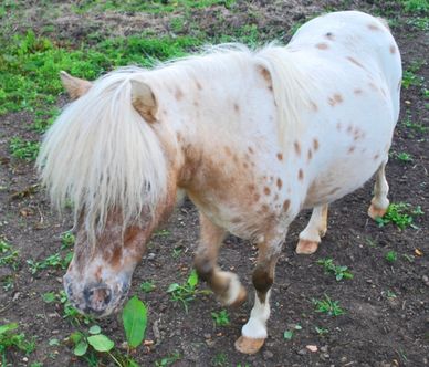 miniature horse 