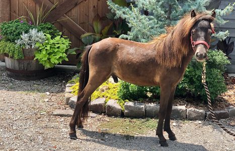 Small miniature stallion horse AMHA and AMHR registered 