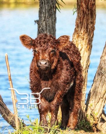 We love your cow!' - Lake Highlands