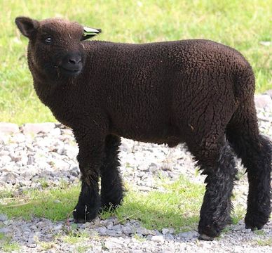 Miniature Southdown babydoll sheep for sale