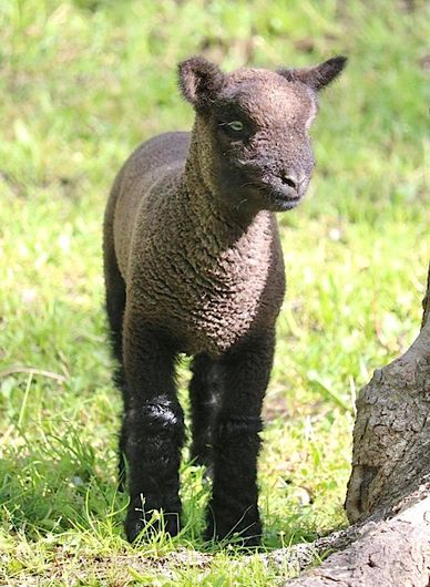 Miniature Southdown babydoll sheep for sale