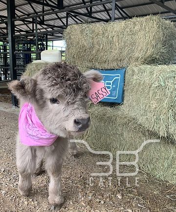 Ten-day-old baby highland cow 🥰, cattle