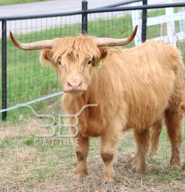 Highland cattle for sale