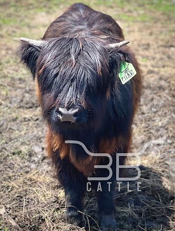 MINIATURE CATTLE FOR SALE
