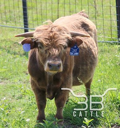 micro miniature highland bull