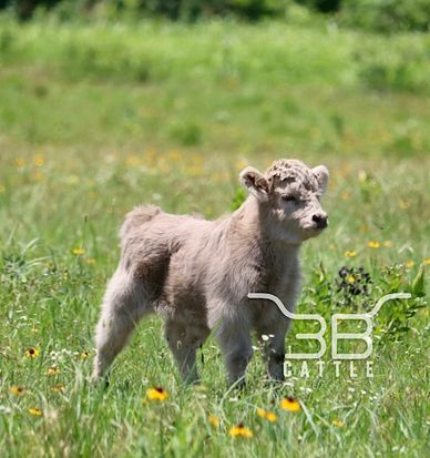 Scottish Highland Cattle - Kasuez Crosstimbers Minis