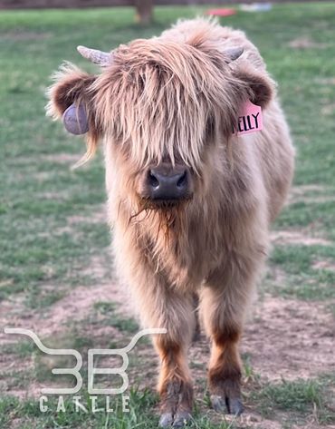 Miniature Scottish Highland heifer for sale