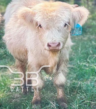 Scottish Highland Cattle - Kasuez Crosstimbers Minis