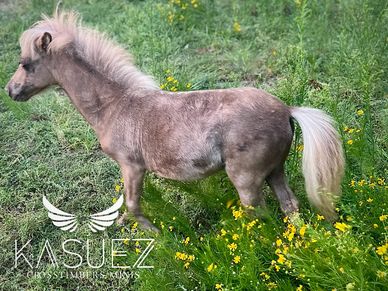 Double Registered Miniature Appaloosa Horse silver dapple