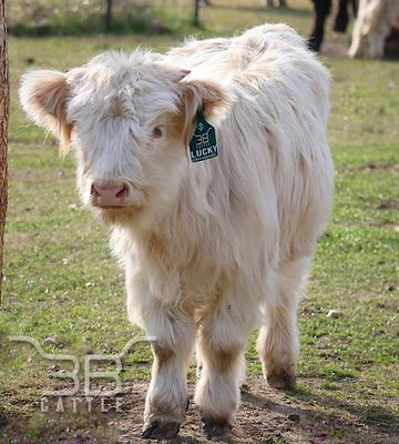 miniature scottish highland heifer for sale