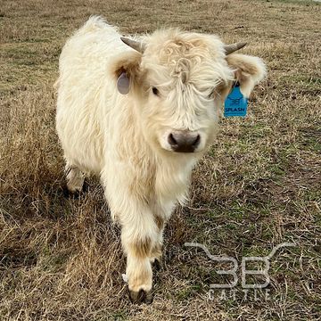 Highland Cows & Orange Flowers-- Multiple Colors – Evie and Ellie