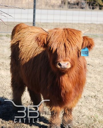 miniature scottish highland cattle for sale