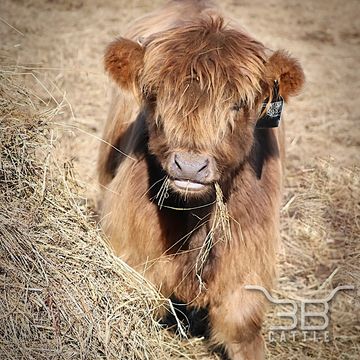 miniature highland heifer cow for sale
