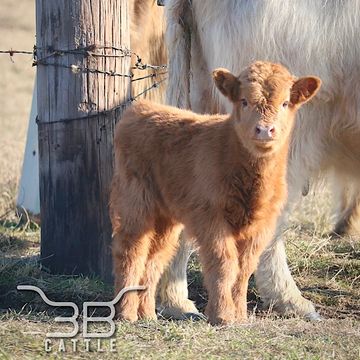 micro miniature highland calf for sale