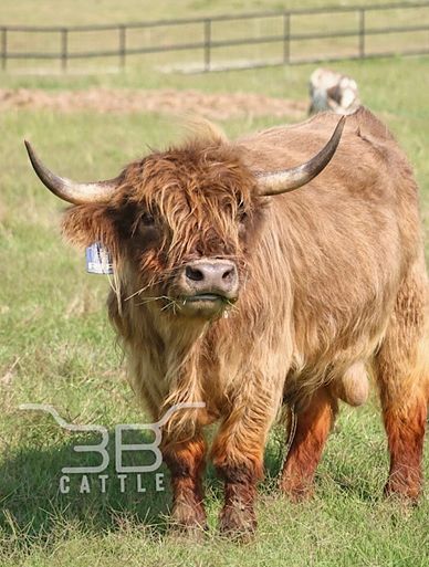 Miniature scottish highland bull