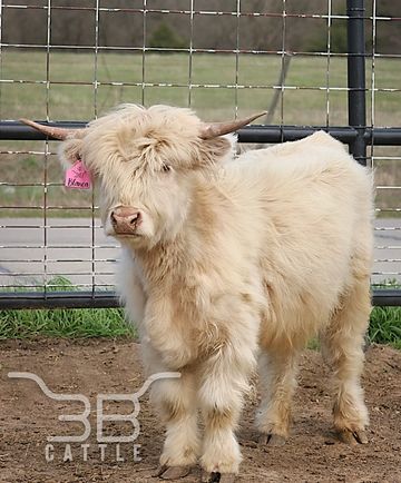 white highland cow for sale