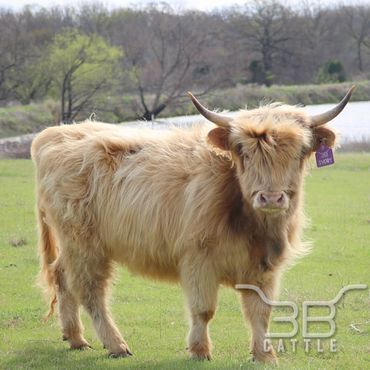 Miniature Scottish Highland heifer for sale