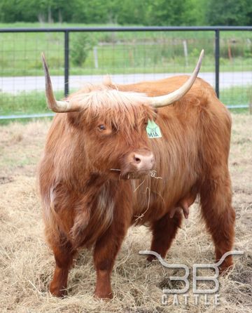 miniature highland cow for sale