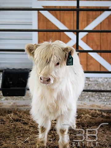 white miniature scottish highland heifer cow