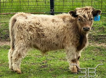 mini highland bullcalf for sale