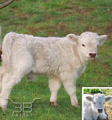 silver mini highland bull 