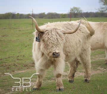 miniature silver highland cow for sale