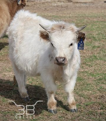 miniature hairy highpark cow for sale