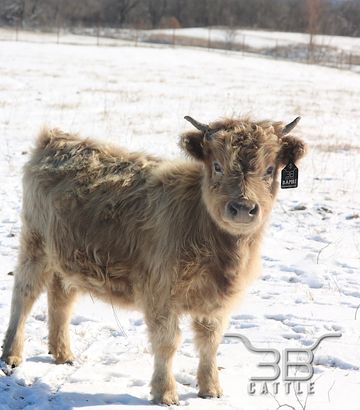 miniature scottish highland heifer for sale