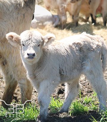 miniature silver highland heifer for sale