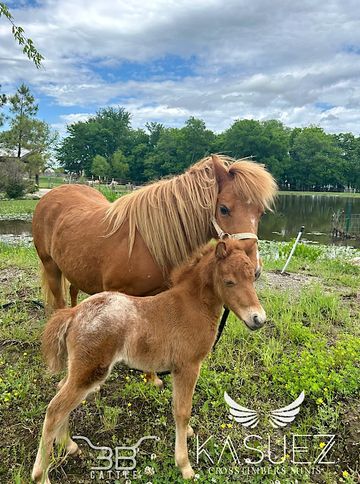 miniature horse for sale