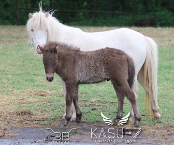 Registered miniature horse for sale