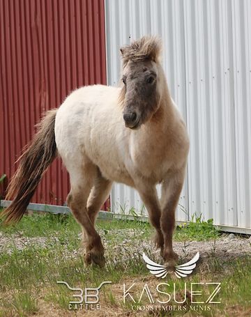 Double registered miniature fewspot stallion