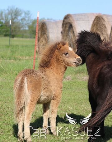 AMHR registered miniature appaloosa foal colt for sale