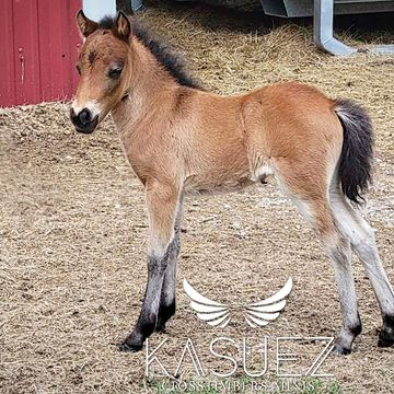 Miniature filly horse for sale