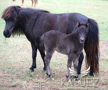 AMHA AMHR miniature horse for sale