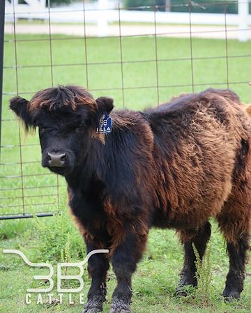 Miniature Scottish Highland heifer for sale