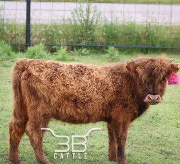 Mini Scottish Highland heifer for sale