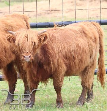 Mid miniature Scottish highland heifer for sale