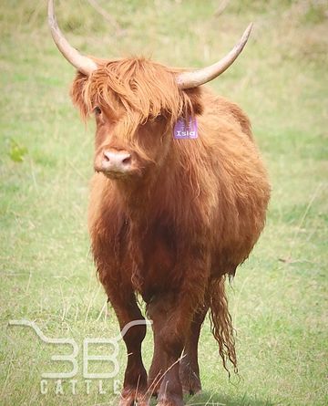 Mid-mini highland heifer 