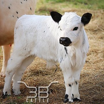 Miniature highpark bull calf for sale 