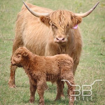 Scottish highland cow calf for sale