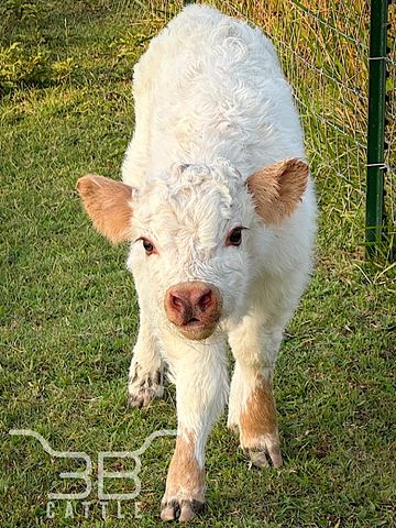 Miniature highpark bull calf