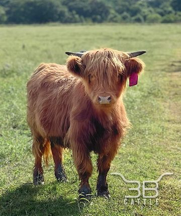 miniature highland cow for sale