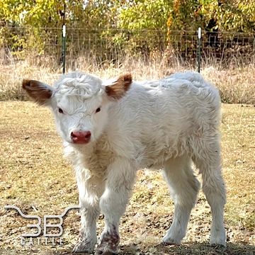 Micro mini hairy calf